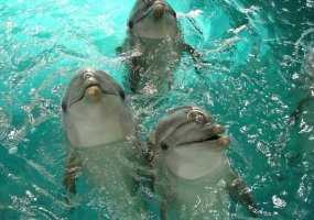 Lietuvos jūrų muziejaus delfinus į Atėnus nugabens karinis lėktuvas „Spartan“ - 1