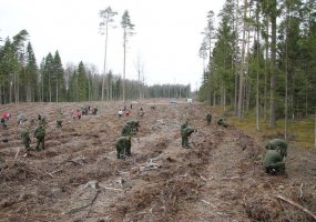 Kariai padėjo atsodinti mišką - 3