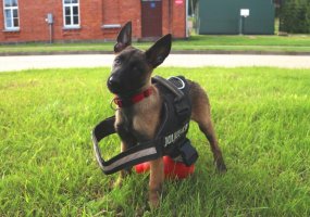 Inžinerijos bataliono K-9 grandyje - nauji keturkojai kariai - 1