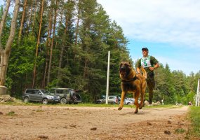 Karo inžinierių kinologai su tarnybiniais šunimis pademonstravo savo galimybes šunų meistriškumo... - 2