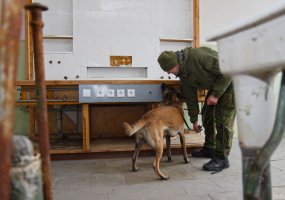 Inžinerijos bataliono keturkojai kariai protu ir gabumais nenusileidžia garsiajam komisarui Reksui  - 5