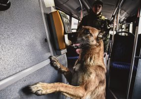 Dar viena išskirtinė Juozo Vitkaus inžinerijos bataliono kinologų treniruotė  - 4