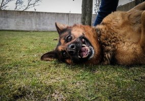 Šuns diena paminėta ir Lietuvos kariuomenėje - 8