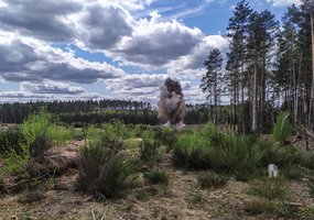 Baigiamasis jaunųjų inžinierių 9 mėnesių tarnybos „egzaminas“ – vertinamosios pratybos  - 1