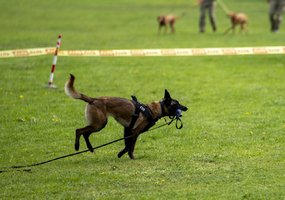 Lietuvos kariuomenėje paminėta Šuns diena, savo gebėjimus demonstravo tarnybiniai šunys - 3