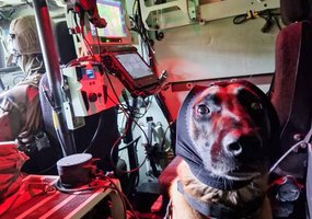 Išminuotojai su tarnybiniais šunimis treniravosi tarptautinėse pratybose „Dog Fighter“ - 1