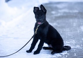 Inžinieriai su tarnybiniais šunimis dalyvavo tarpinstituciniuose mokymuose Kauno oro uoste - 3