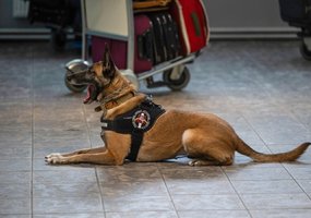 Inžinieriai su tarnybiniais šunimis dalyvavo tarpinstituciniuose mokymuose Kauno oro uoste - 5