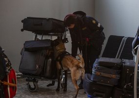 Inžinieriai su tarnybiniais šunimis dalyvavo tarpinstituciniuose mokymuose Kauno oro uoste - 6