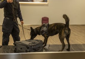 Pirmą kartą Inžinerijos pulke surengti tarpinstituciniai sprogmenų paieškos su tarnybiniais... - 6